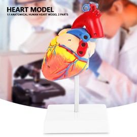 Tgoon Modelo de corazón, modelo de corazón de tamaño real anatómico 34 numerado para enfermera para enseñanza de salud escolar para hospital escolar