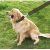 TAIAN 4FT/5FT/6FT Strong Dog Leash, Nylon Dog Leashes for Small