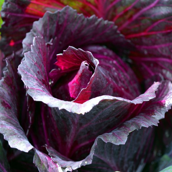 Red Rock Cabbage Seeds - 100 Count Seed Pack -
