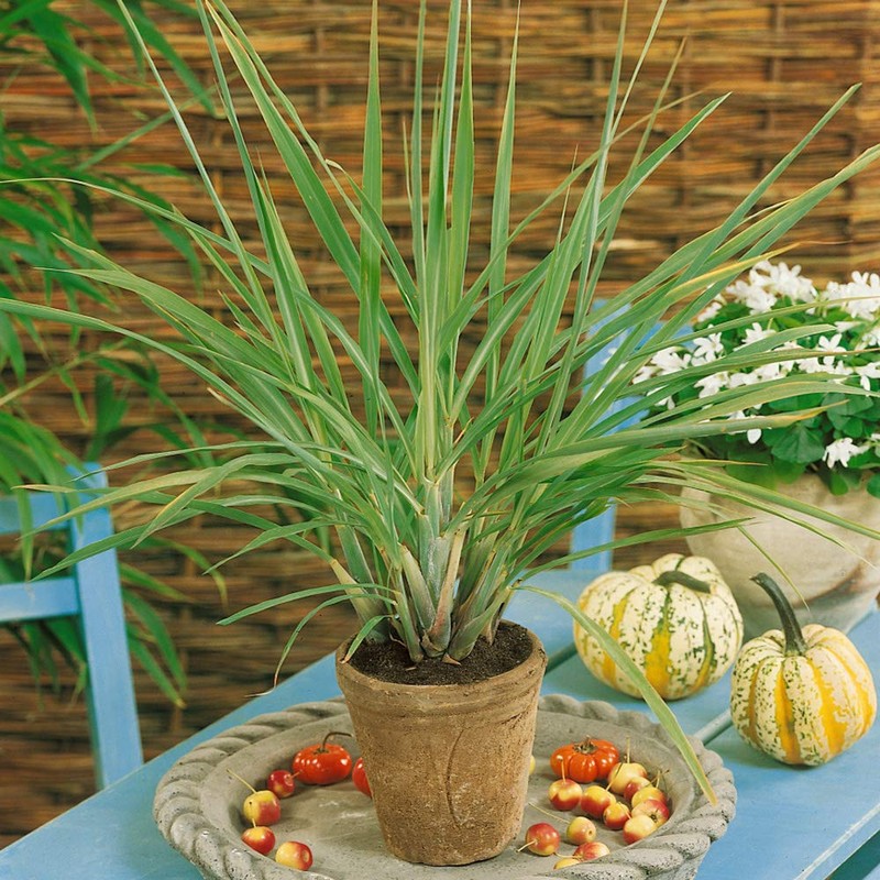 Outsidepride Lemon Grass Plant Seeds - 1000 Seeds