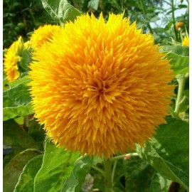 TomorrowSeeds Teddy Bear Sunflower Seeds | Sungold Dwarf Sun Flower Fresh Garden Seed for 2024