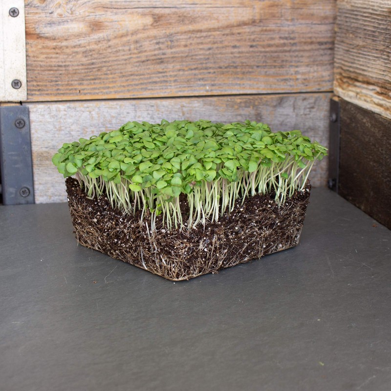 Basil Herb Garden Seeds - Cinnamon - 2 g Packet