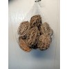 White 10 Butternut tree seeds (Juglans cinerea) aka White Walnut