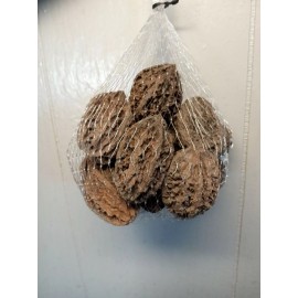 White 10 Butternut tree seeds (Juglans cinerea) aka White Walnut seeds  Edible