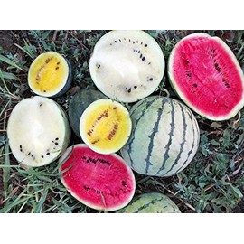 CEMEHA SEEDS - Seeds Watermelon Giant 33 Heroes Mix Non GMO Fruits for Planting