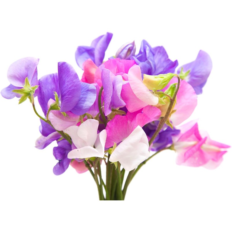 Sweet Pea Mixed Seeds - Approximately 65 Seeds