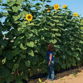 Seeds4planting - Seeds Yellow Mammoth Sunflower Annual Flowers Non GMO for Planting