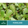 Fresh Purslane • Portulaca Oleracea Sativa • Medicinal Herb •