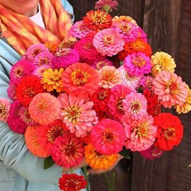 Pumila Pompon Zinnia Seeds - 500 Mg Packet ~55 Seeds - Annual - Open Pollinated - Flower Gardening Seeds
