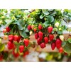 300 Pcs Strawberry Seeds Planting for Outdoor Indoor
