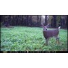 Feeders Outdoors 10 Lbs Deer Hunters FALL DEER FOOD PLOT