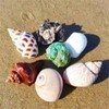 Natural Hermit Crab Shells, Hermit Crab Supply, Large Small and