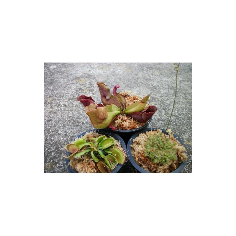 3 Different Carnivorous Plants Venus Fly Trap, Pitcher Plant, and