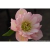 Perennial Farm Marketplace Helleborus x W.J. 'Cotton Candy' (Lenten Rose)