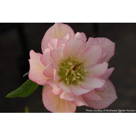 Perennial Farm Marketplace Helleborus x W.J. 'Cotton Candy' (Lenten Rose) Perennial, 1 Quart, Pink Flowers