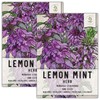 Seed Needs, Lemon Mint Seeds - 500 Heirloom Seeds for