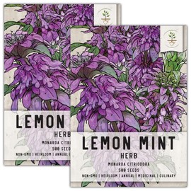 Seed Needs, Lemon Mint Seeds - 500 Heirloom Seeds for Planting Monarda citriodora - Annual Medicinal Herb for Indoors/Outdoors, Non-GMO & Untreated (2 Packs)