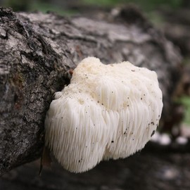 100 Lion's Mane Mushroom Plug Spawn to Grow Gourmet Medicinal Mushrooms at Home or Commercially