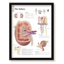Set of 3 Framed Medical Posters The Kidney The Liver and The Heart 22"x28" Wall Diagrams of Organs