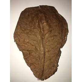 Awesome Aquatics Betta/Shrimp Leaves 5 Premium Catappa Indian Almond Leaves Natural Habitat Tannin Producing Improves Immunity, Easy to USE