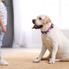 Rhea Rose Dog Martingale Collar with Quick Release Buckle, Adjustable