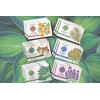 Four Elements 4E White Pine Sage Soap, Organic Herbal Soap,