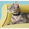 Pack of 4 Cat Collars with Safety Clasp, Adjustable Reflective