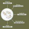 Árbora Cápsulas de Aceite de Orégano 70% carvacrol con coco