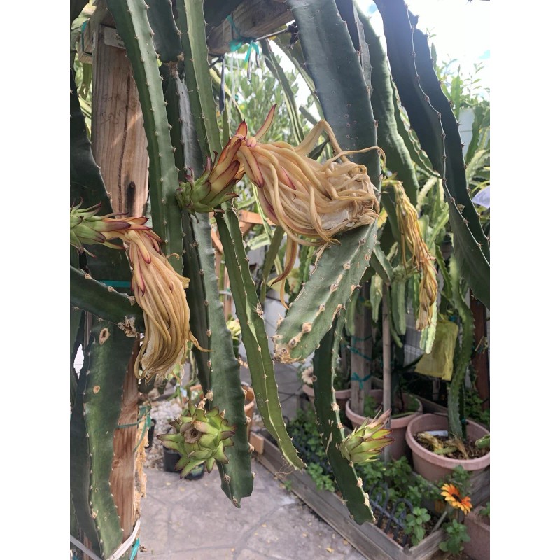 Cactus 30 Organic Dragon Fruit cuttings 8-14 inches long check
