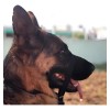 Collar Perro Halter, Gentle Leader, Halti, Uso Profesional Color Negro Tamaño Del Collar Chico