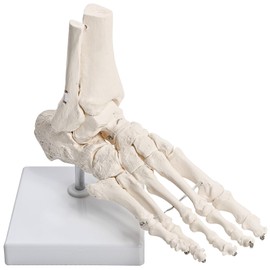 KIYOMARU Foot and Subtalus Joints with Elastic Cords, Human Body Model, Foot Joints, PT Supervision, Skeletal Specimen with Right Foot, Movable