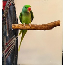 Polly's Hardwood Bird Perch, X-Large