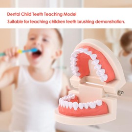 FGXY Standard Dental Model, Standard Tooth Model Children's Demonstration Model for Brushing Teeth for Hospital Dentists, Dental Model, Standard Dental Teaching, Teeth Model Standard