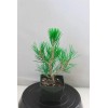 Tree Japanese Black Pine 'Mikawa' Pre-Bonsai 4" pot, ready to