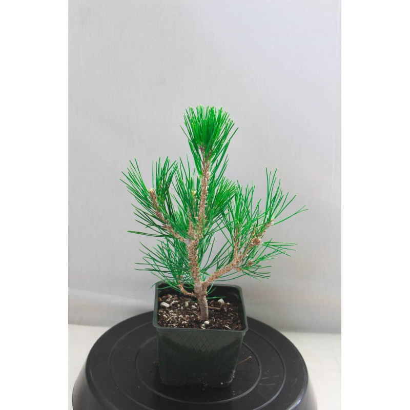 Tree Japanese Black Pine 'Mikawa' Pre-Bonsai 4" pot, ready to