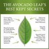 Avocado Tea Party With Five Blends | Variety tea Pack