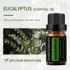 GREENSLEEVES Essential Oil - 10ml (Eucalyptus)