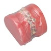 Demonstration Orthodontics Dental Model Disassembled Resin Teeth Model for Teaching