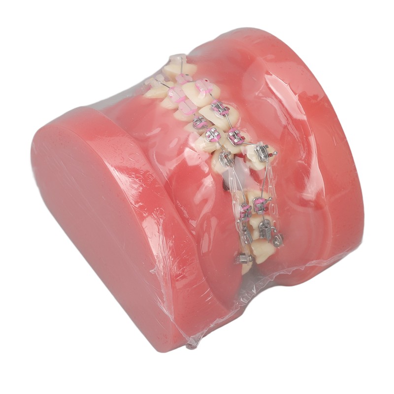 Demonstration Orthodontics Dental Model Disassembled Resin Teeth Model for Teaching