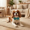 Collar para perro con pajarita, material de terciopelo suave con