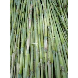 HeirloomSupplySuccess TM 100 Heirloom Sorghum Honey Drip Seeds