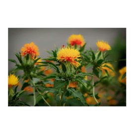 Carthamus tinctorius Safflower 200 Seeds Annual Flower Seed Wildflower Bright Orange-Yellow Drought Tolerant Deck Garden Bedding Plant
