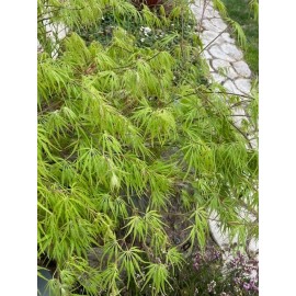 Unbranded 6 Japanese dwarf maple tree cuttings about 6" for rooting and grafting