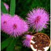 SeedsUP - 40+ Seeds Mimosa Shy Sensitive Plant Fast Growing