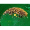 Gold Paydirt 1 lb Bag Gold Concentrate California Motherlode Black