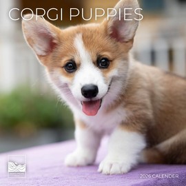 2026 Corgi Puppies Wall Calendar 12 Month | 12" x 24" Open | Giftable | Dog Calendar 2026 | Thick & Sturdy Paper for Calendar Organizing & Planning | Pacific Waters Press (Corgi Puppies)