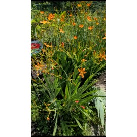 zenfulthiings Blackberry Lily {Belmcanda chinensis} Iris Domestica 20 seeds Free US shipping!