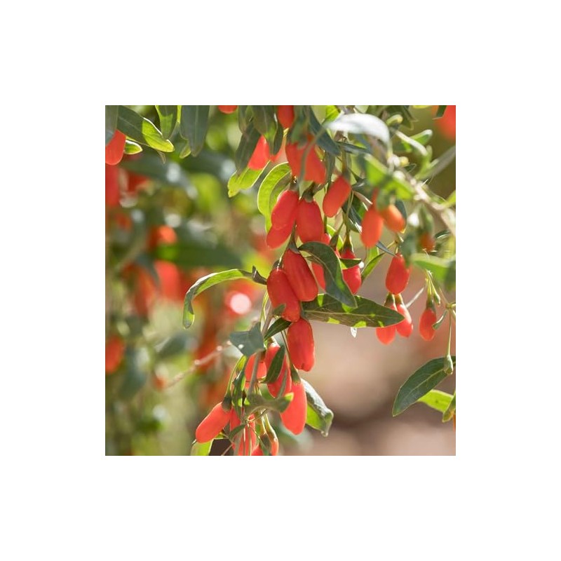 Eden Brothers Goji Berry Seeds