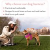 Warmer Weather Dog Harness - Comfortable & Adjustable Harness for