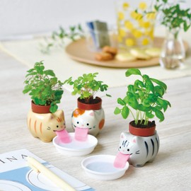 Seishin Pottery GD-94903 All Year Round Home Garden Easy Cultivation Kit, Loose Growing, Mint, Herb Cultivation Set, Free Research / Food Education, Pot, Approx. 2.8 x 3.1 inches (7 x 8 cm), Pelopon